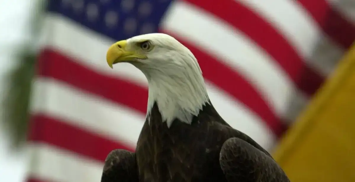 The Bald Eagle: America’s Official National Bird and a Symbol of Resilience