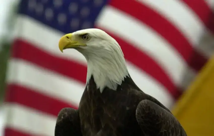 The Bald Eagle: America’s Official National Bird and a Symbol of Resilience