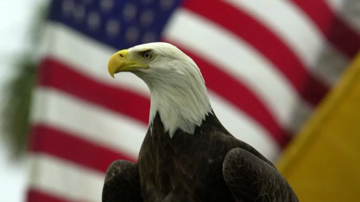 The Bald Eagle: America’s Official National Bird and a Symbol of Resilience